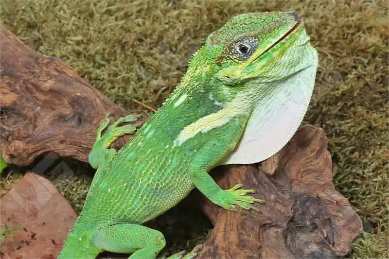 Reptiles