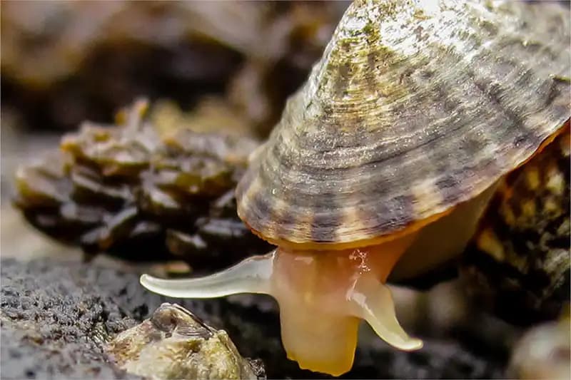 Mollusks