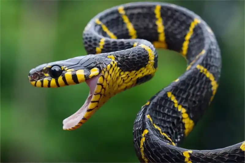 Mimicry and Camaoflage