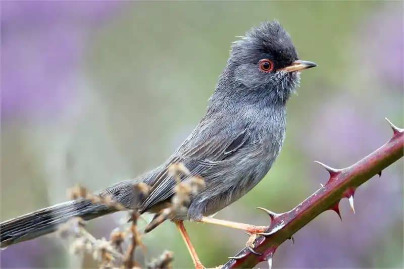 Italy Endemic