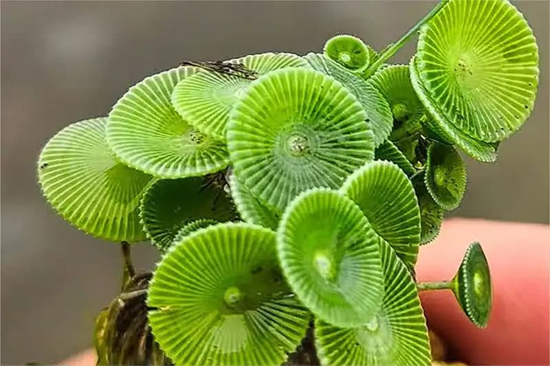 Algae