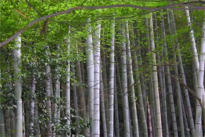 Bamboo