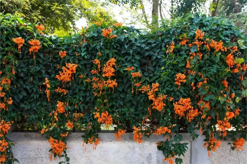 Vines