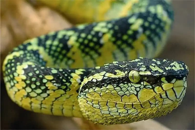Venomous